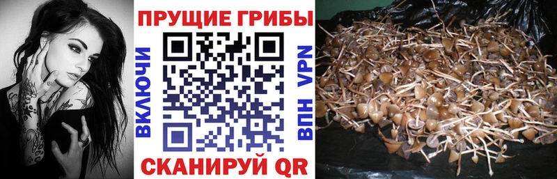 Купить закладки Нея Псилоцибиновые грибы GOLDEN TEACHER